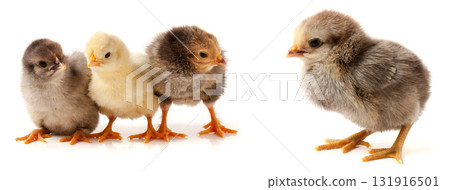 three little chicken isolated on white background three little chicken isolated on white background 131916501