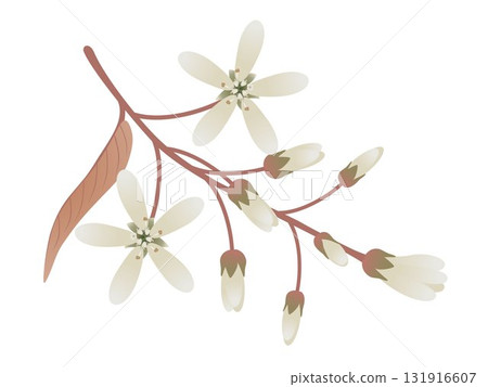 Branch with flowers irga and leaves on a white. Branch with flowers irga and leaves on a white. 131916607