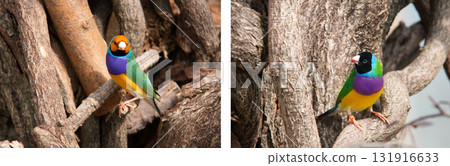 The Gouldian finch or Erythrura gouldiae, male, aka the Lady Gouldian finch, Goulds finch or the rainbow finch 131916633