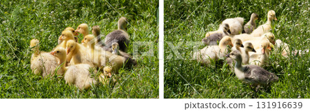 A flock of little geese grazing in green grass 131916639