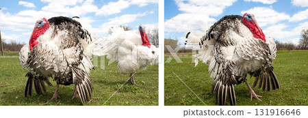 turkey male or gobbler in the village 131916646