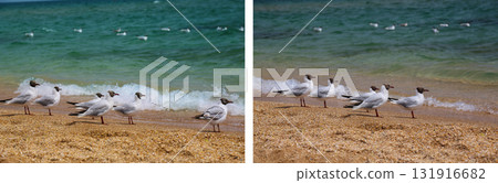 Seascape with seagulls flying at gold beach Seascape with seagulls flying at gold beach 131916682