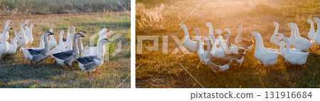 Flock of geese grazing on grass in summer field at sunset Flock of geese grazing on grass in summer field at sunset 131916684