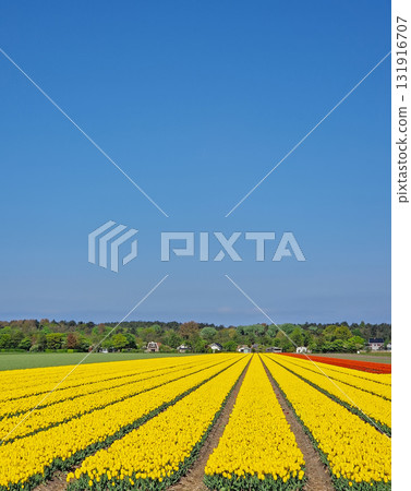 A stunning, expansive field of bright yellow tulips extends in straight rows under a vast, clear blue sky. Beautiful Dutch landscape A stunning, expansive field of bright yellow tulips extends in straight rows under a vast, clear blue sky. Beautiful Dutch landscape 131916707