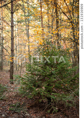 Small fir-tree growing in mixed forest of spruce and birch trees. Forest in Autumn colours Small fir-tree growing in mixed forest of spruce and birch trees. Forest in Autumn colours 131916909