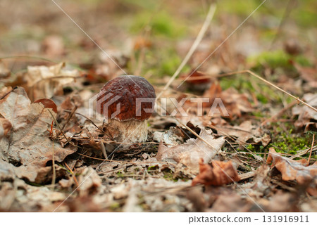 Beautiful small boletus mushroom growing in foliage of maple and oak trees. Small mushroom with dark-red cap Beautiful small boletus mushroom growing in foliage of maple and oak trees. Small mushroom with dark-red cap 131916911