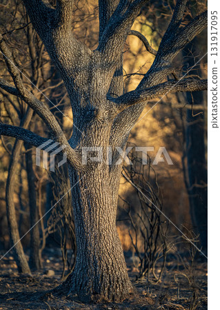 Majestic Tree Trunk in Sunlit Forest Majestic Tree Trunk in Sunlit Forest 131917095