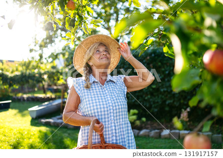 Smiling elderly farmer harvesting ripe apples from tree. Smiling elderly farmer harvesting ripe apples from tree. 131917157