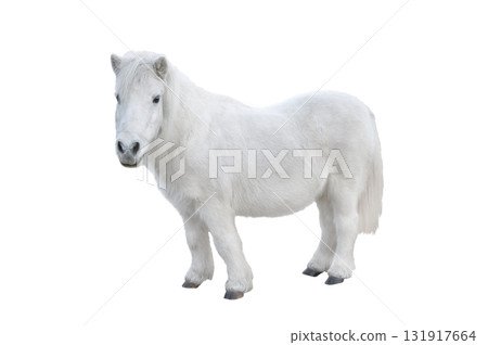 White pony isolated on white background 131917664