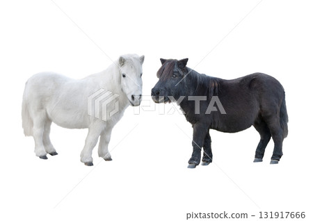 White pony and black pony isolated on white background 131917666