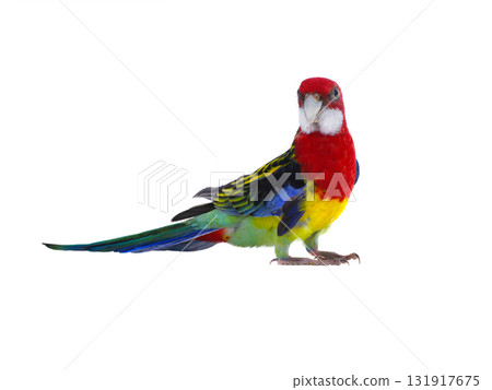 parrot Rosella parrot isolated on white background parrot Rosella parrot isolated on white background 131917675