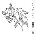 Black and White Outline Drawing  Raspberry Branch 131917680