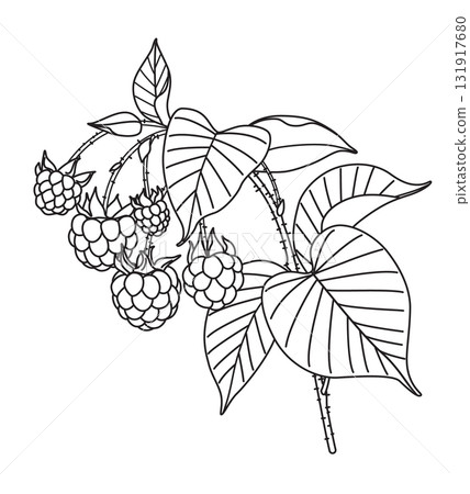 Black and White Outline Drawing Raspberry Branch Black and White Outline Drawing Raspberry Branch 131917680
