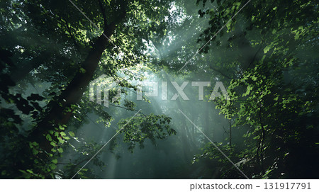 光與影的神秘森林景觀 131917791