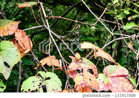 The precious wild grapes and autumn leaves of Hachimantai, Iwate Prefecture The precious wild grapes and autumn leaves of Hachimantai, Iwate Prefecture 131917886