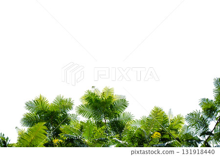 Green Tree Branch Canopy with Fresh Leaves Transparent PNG for Nature and Eco Design 131918440