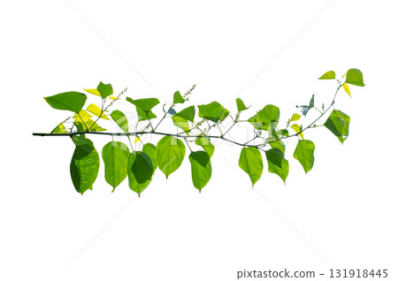vine frame leaf vine Isolate on transparent background PNG file vine frame leaf vine Isolate on transparent background PNG file 131918445