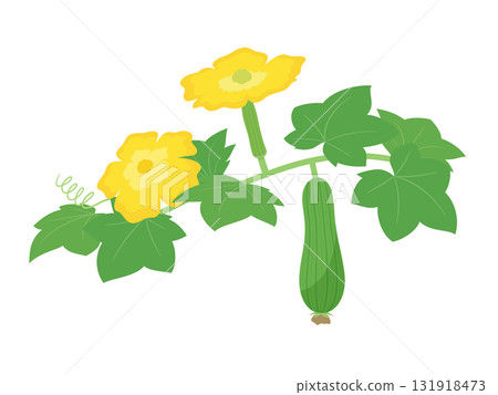 Illustration of a growing loofah with flowers 131918473