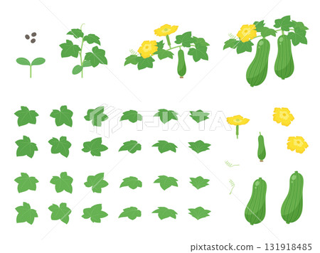 Growing loofah, flowers, leaves and fruits illustration set 131918485