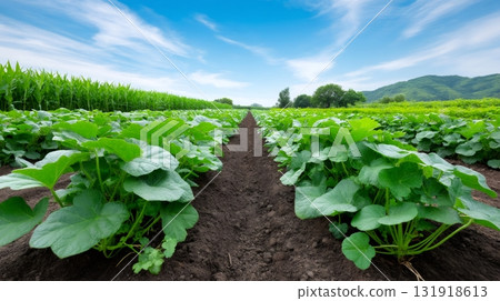 Green plants growing in fertile farm field under blue sky 131918613