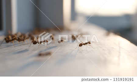 Ants Walking on Sunlit Surface with Long Shadows and Shallow Depth of Field 131919191