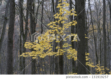 Autumn in the Forest, Yellow Leaves Swaying Gently with the Wind. Autumn in the Forest, Yellow Leaves Swaying Gently with the Wind. 131919257