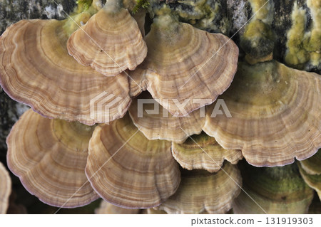 Group of mushrooms growing on a tree trunk in the autumn forest. 131919303