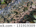 Group of mushrooms growing on a tree trunk in the autumn forest. 131919309