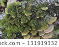 Group of mushrooms growing on a tree trunk in the autumn forest. 131919332