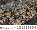 Group of mushrooms growing on a tree trunk in the autumn forest. 131919334