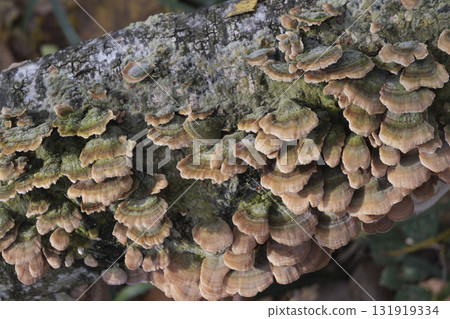 Group of mushrooms growing on a tree trunk in the autumn forest. 131919334
