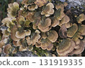 Group of mushrooms growing on a tree trunk in the autumn forest. 131919335
