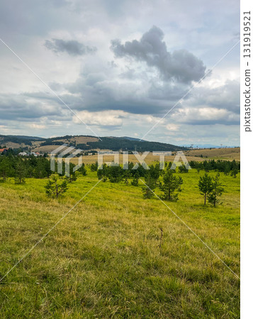 Panoramic view of pine forest on hillside with mountains in the distance under cloudy sky  131919521