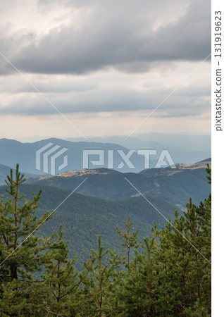 Dense pine forest in the foreground with rolling green hills and distant mountains Dense pine forest in the foreground with rolling green hills and distant mountains 131919623