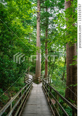 Forest Hiking Walk With Fork Near Village Betws-y-Coed In Snowdonia National Park In Wales, United Kingdom Forest Hiking Walk With Fork Near Village Betws-y-Coed In Snowdonia National Park In Wales, United Kingdom 131919787