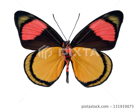 A Batesia hypochlora butterfly showcases its vibrant colors, featuring bright yellow, pink, and black on its wings. This striking display highlights its unique and beautiful patterns. A Batesia hypochlora butterfly showcases its vibrant colors, featuring bright yellow, pink, and black on its wings. This striking display highlights its unique and beautiful patterns. 131919873