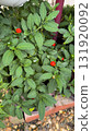 Solanum pseudocapsicum berries closeup image taken in sunny autumn day 131920092