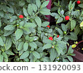 Solanum pseudocapsicum plant with green leaves and red berries. Ornamental nightshade, natural texture and botanical detail expressing contrast, color and seasonal growth. 131920093