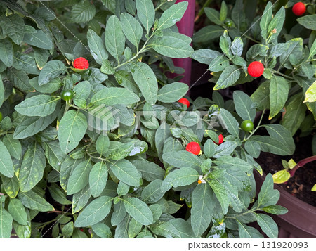 Solanum pseudocapsicum plant with green leaves and red berries. Ornamental nightshade, natural texture and botanical detail expressing contrast, color and seasonal growth. Solanum pseudocapsicum plant with green leaves and red berries. Ornamental nightshade, natural texture and botanical detail expressing contrast, color and seasonal growth. 131920093