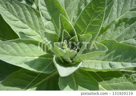 天鵝絨毛蕊花葉圖案 131920119