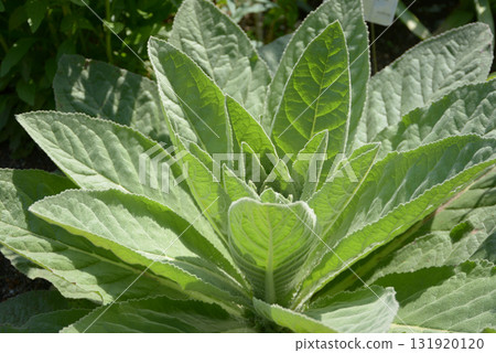 天鵝絨毛蕊花葉圖案 131920120