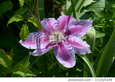 Clematis Clematis 131920149