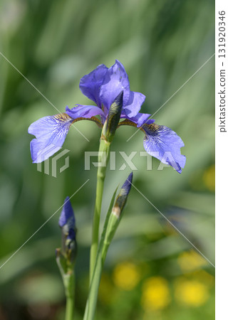 Iris pumila Iris pumila 131920346