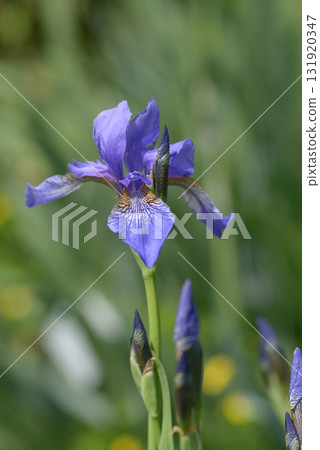 Iris pumila 131920347