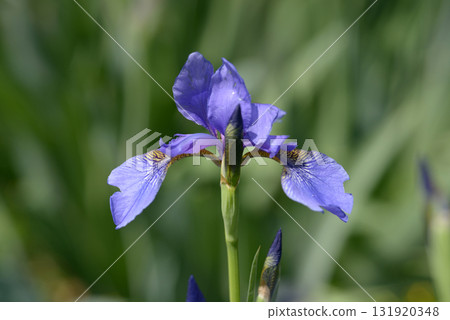 Iris pumila Iris pumila 131920348