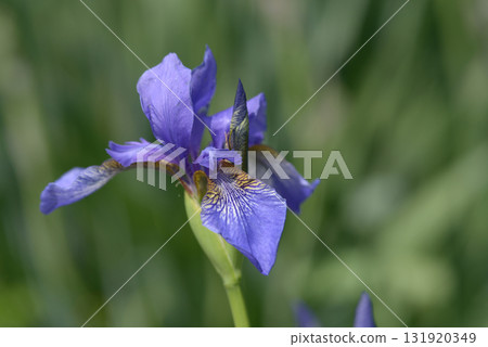 鳶尾 鳶尾 131920349