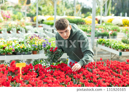 Guy customer-onlooker curiously examines showcase exhibition with indoor plant cyclamen 131920385