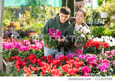 Couple customer-onlooker curiously examines showcase exhibition with indoor plant cyclamen Couple customer-onlooker curiously examines showcase exhibition with indoor plant cyclamen 131920389