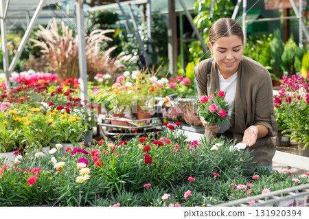 Young landscape designer girl view contemplate and examines dianthus plants 131920394