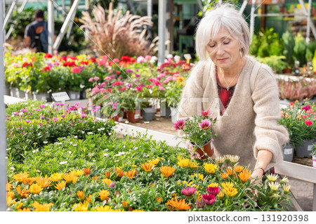 Senior woman customer-onlooker curiously examines showcase exhibition with outdoor plant gazania 131920398